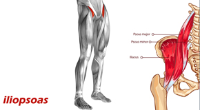 Minster Back Pain and Iliopsoas Muscle Link