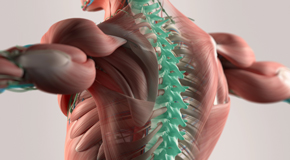 Minster thoracic spine